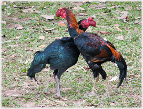 Two fighting cocks.