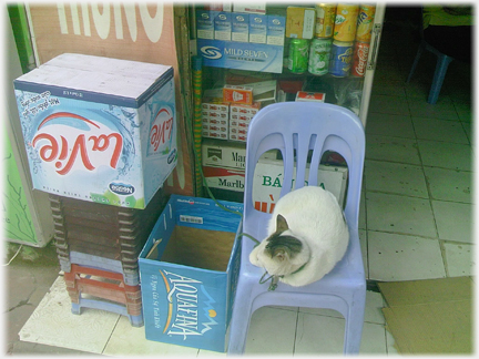 White cat sitting on chair with tether.