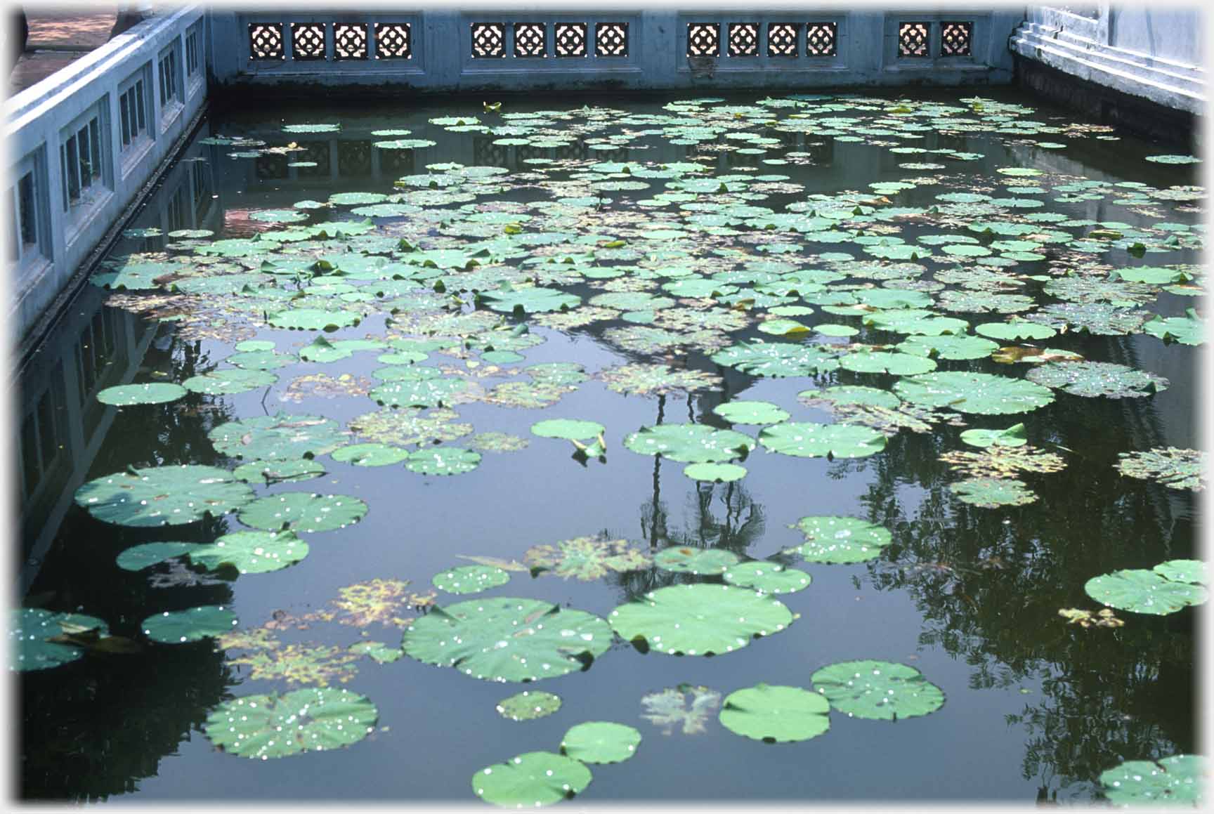 Waterlilies in pool with surrounding balustrade.