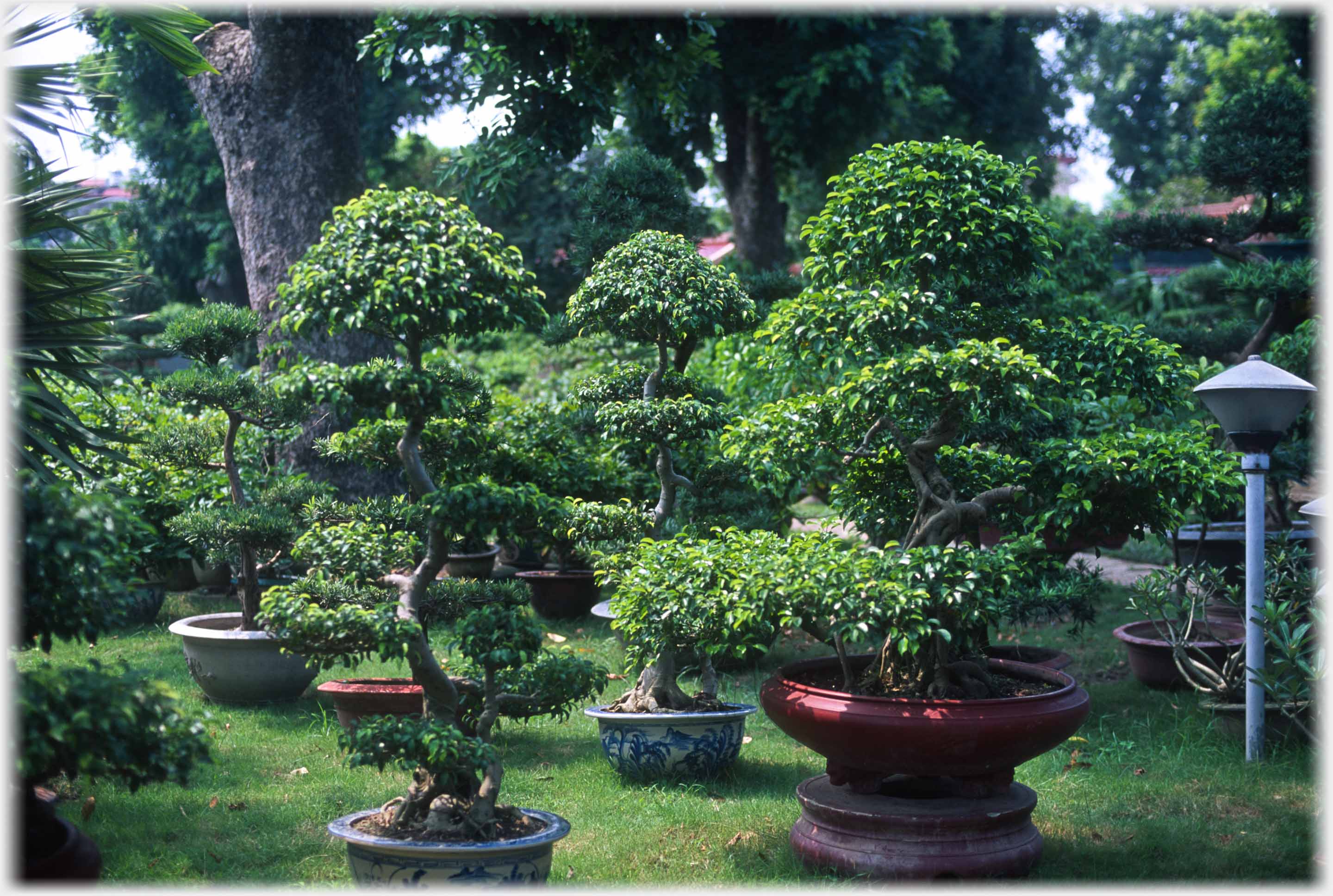 Bonsai trees formed into layers in pots.