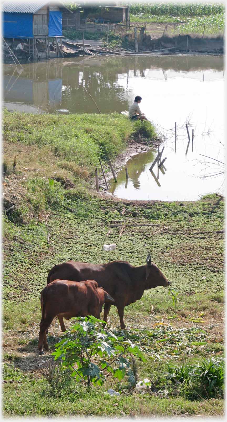 Fish pond with man sitting fishing and two cattle in foreground.