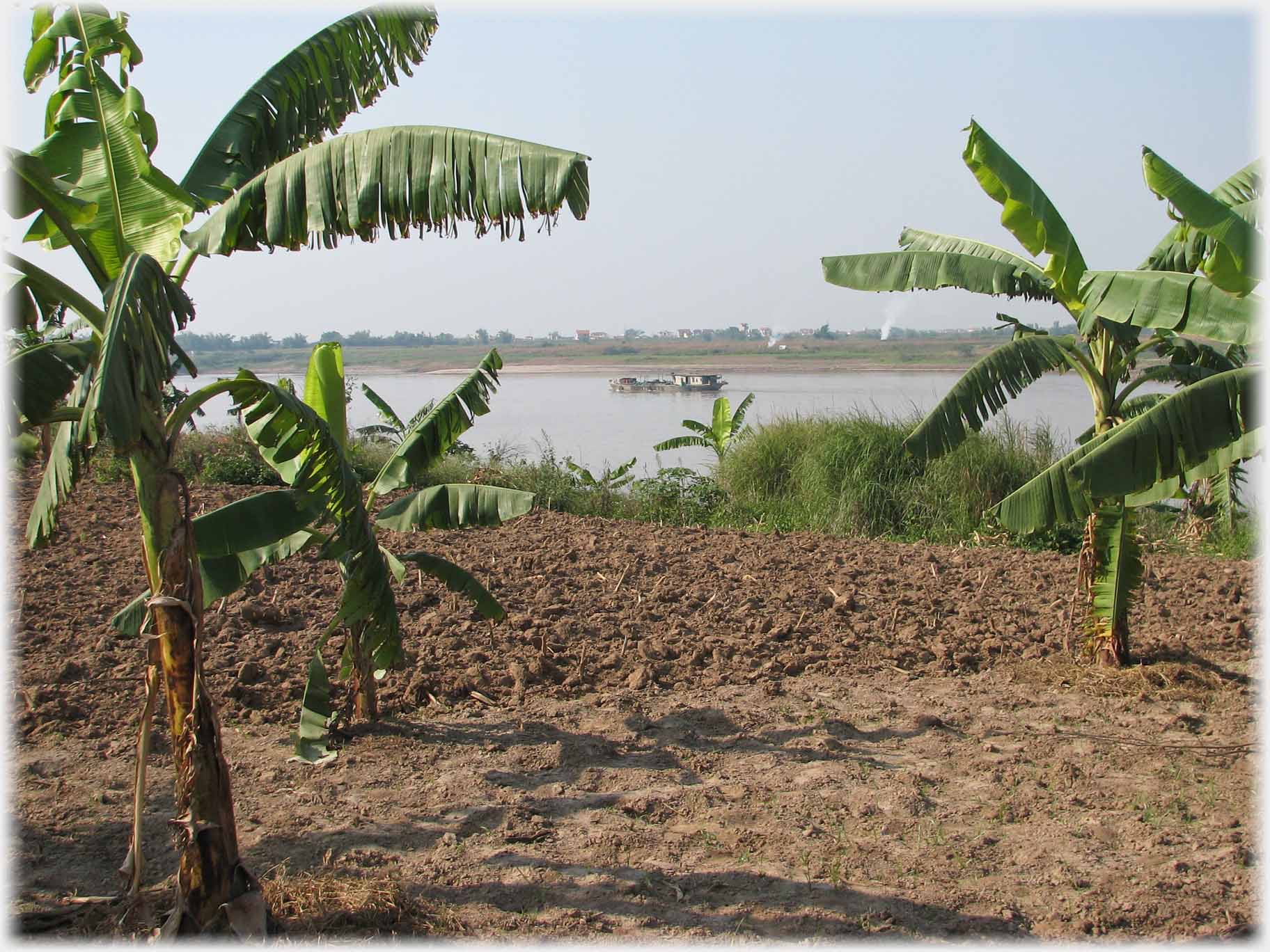 Banana trees in field running towards river.