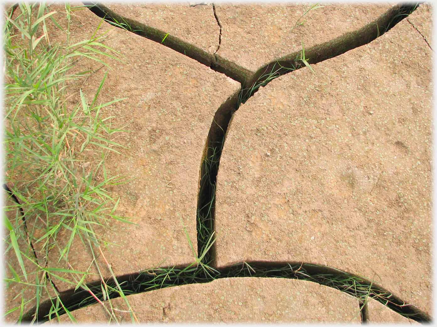 Close up of cracked mud with leaves.