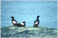 Three black guillimots on a rock, sea beyond.