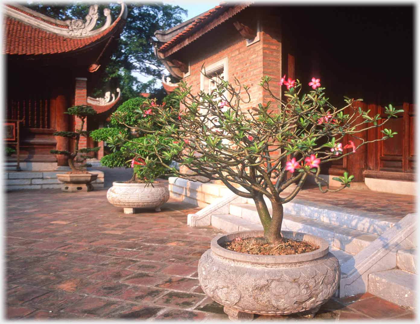 Bonsai with a few red flowers.