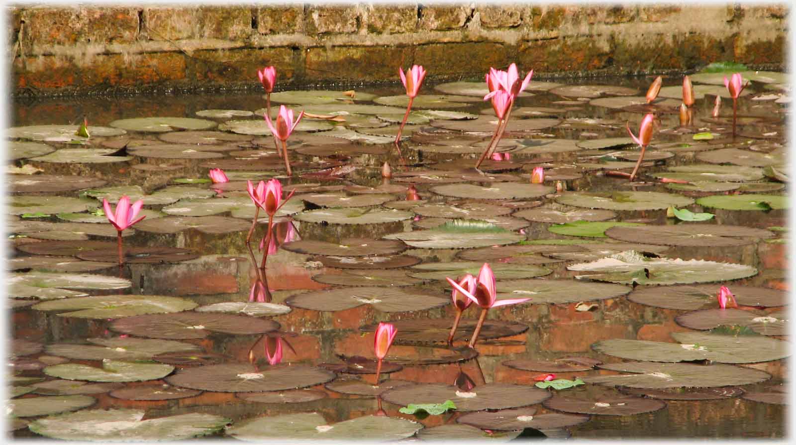 Lotus flowers and leaves in pool.