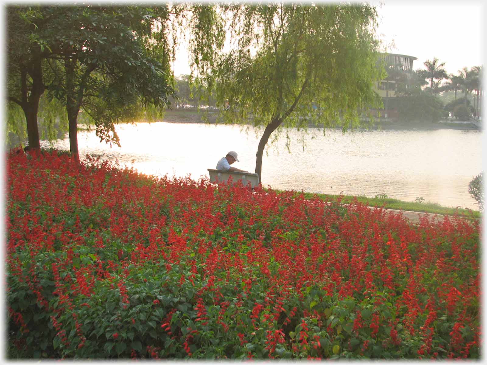 Man reading newspaper beyond dense bank of red flowers.
