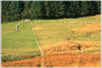 Line of sheep winding their way next to dense woods.