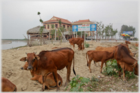 Cattle outside a sea-food restaurant.