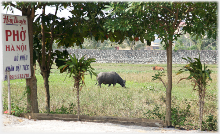 Cafe sign with buffalo grazing and cow sleeping.