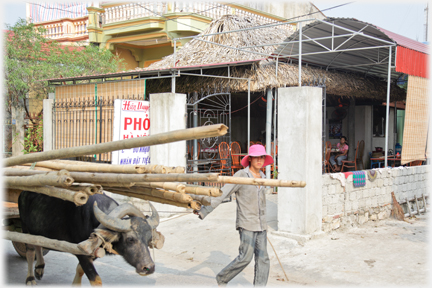 A buffalo with its load passing the cafe.