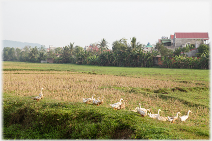 A line of geese with fields behind them.