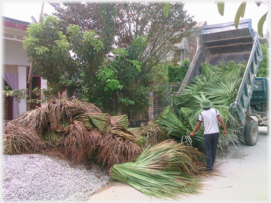 Truck tipping a load of palm leaves onto the road.