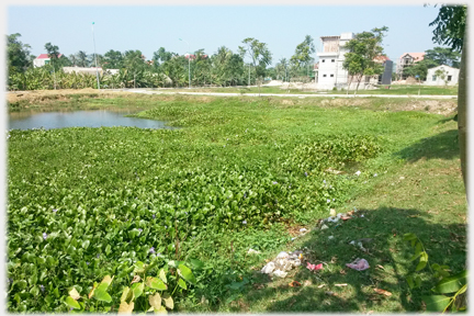 Large area of greenery and pool with houses someway beyond .