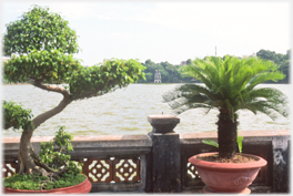 Bonsai and lake