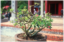 Bonsai