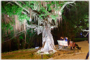 Tree and people on seat.