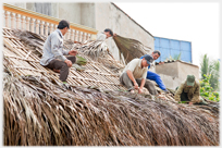 Thatching the cafe roof.