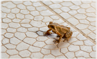 Frog in colonnade.