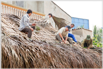 Thatching the cafe roof.