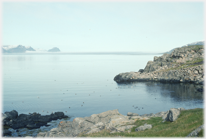 Ducks on calm water of side bay.