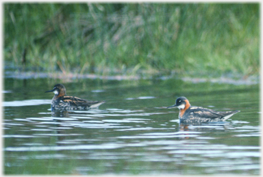 Pair of red-necked phalaropes.