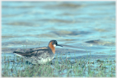 Male red-necked phalarope.