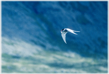 Arctic tern with sand-eels.