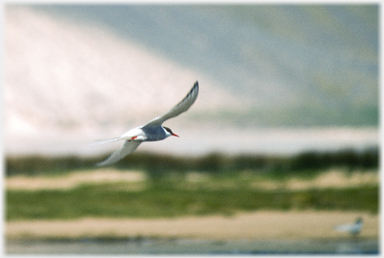 Arctic tern.