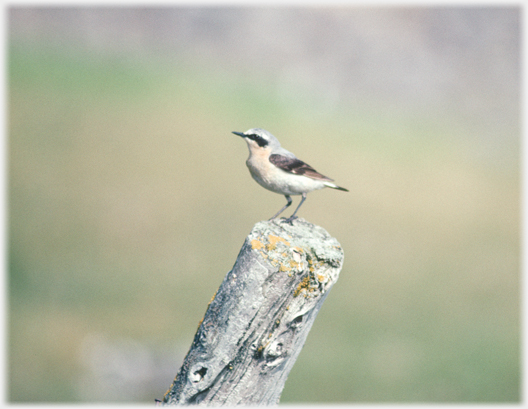 Whinchat on post.