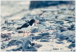 Oystercatcher on rocky beach.