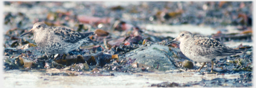 Pair of Sandpipers blending into the beach.