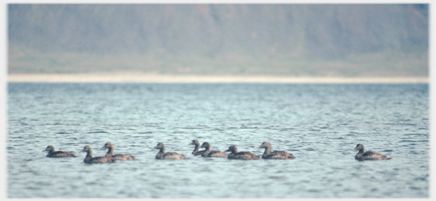 Raft of female eider ducks.