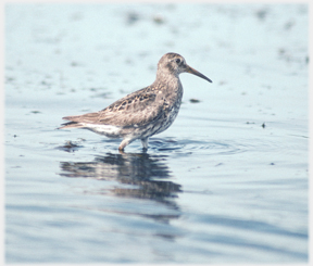 Sandpiper wading.