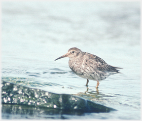 Sandpiper standing in the water.