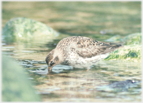 Sandpiper digging in the sand.