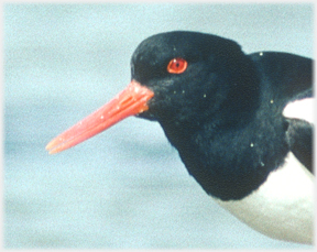 Oystercatcher's head, beak closed.