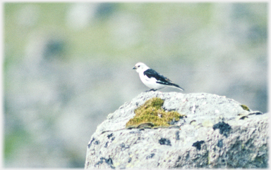 Snow bunting on a rock.