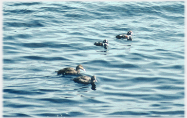 Harlequin and eider ducks.