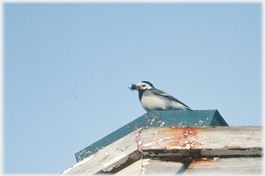 Pied wagtail with food.