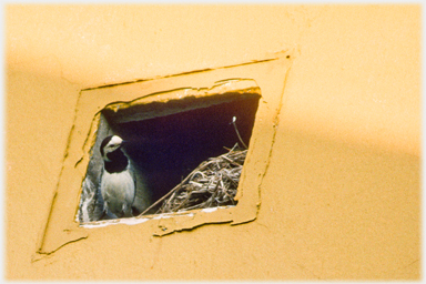 Pied wagtail nesting.