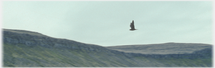 Great skua.