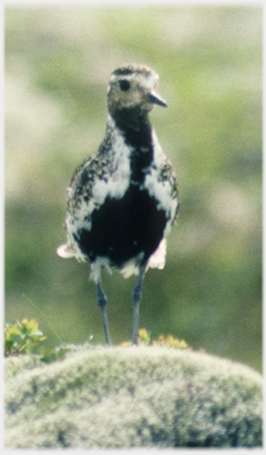 Golden plover face on.