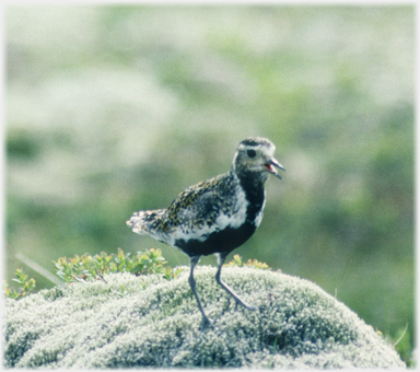 Golden plover in side view.