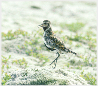 Golden plover showing golden glow.