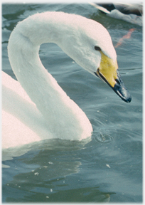 Whooper swan.