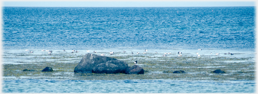 Looking out to sea by rocks with seaweed and some dozens of eider ducks.