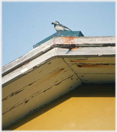 Pied wagtail on the roof apex waiting to enter its nest.