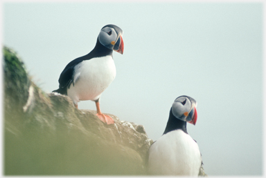 Pair of puffins standing.