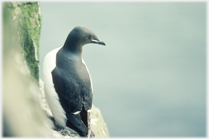 Guillemot watching out from a cliff.